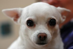 Higiena oczu psa - praktyczny poradnik