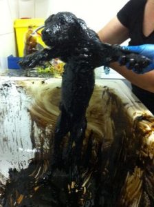 trzy szczenięta uratowane z wyrobiska smoły