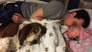 Basset hound wiernie pilnujący swojego właściciela