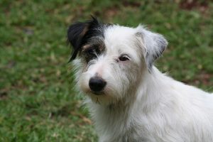 Sygnały uspokajające u Twojego psa – 5 przykładów