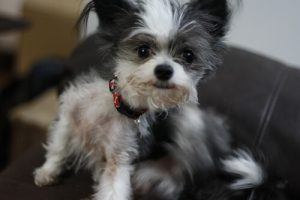 Pchły – nasze sprawdzone sposoby na ich zwalczanie