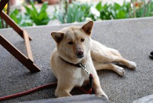 Zwierzęce zatrucie – jak postępować