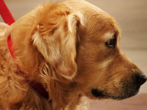 Sposoby na ugryzienia pcheł – 7 pomysłów