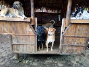 Happy Animals Club – chłopiec założył schronisko dla zwierząt