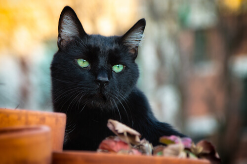 Zdjęcia dużych czarnych kotów