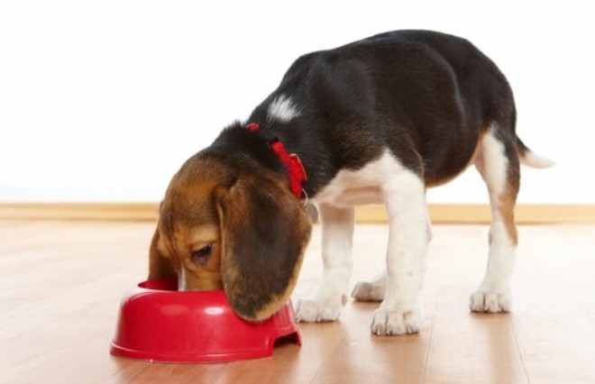 ile posiłków dziennie