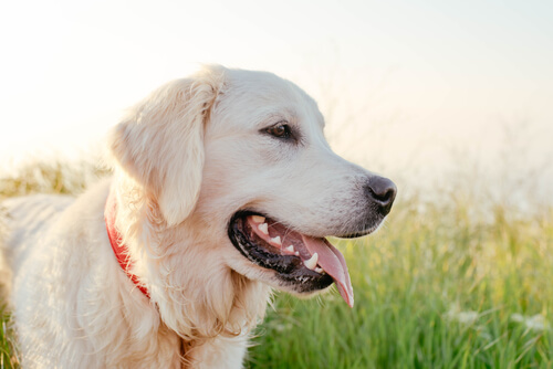 Labrador.