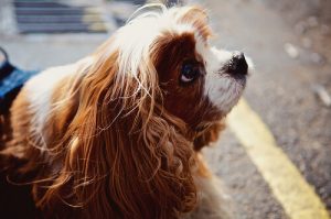 Mówienie do psa-jak sprawia, że stajesz się mądrzejszy