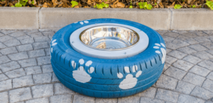 Jak zbudować miskę na wodę dla Twojego psa (DIY)