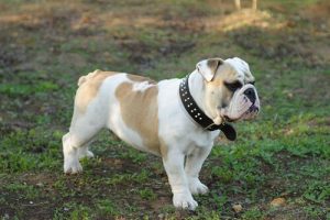8 Najdroższych ras psów na świecie - lista