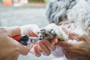 Metody obcinania pazurów – Oto najbezpieczniejsze