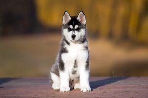 Ocet jabłkowy dla zwierząt – jak go podawać