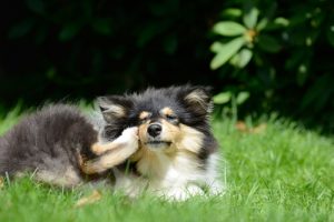 Pchły: 6 domowych sposobów na walkę z pchłami