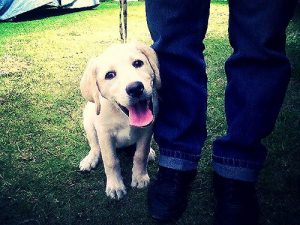 Dlaczego pies wszędzie za Tobą chodzi?