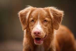 Nie powinniśmy karać psa za szczekanie! Dlaczego?