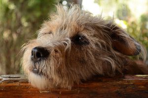 Poczucie winy u psa – czy pies może czuć się winny?