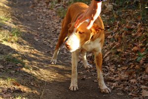 Opuszczony pies – ponownie odrzucony przez ludzi