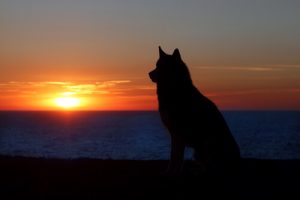 Żałoba po zwierzaku - równa utracie bliskiej osoby?