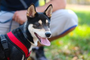 Pies nie jest moim dzieckiem, ale jestem jego rodzicem