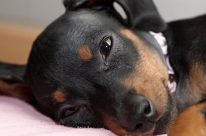 Dlaczego psy płaczą? Wszystko o emocjach naszych pupilów