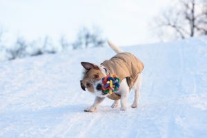 Dlaczego psy potrząsają zabawkami?