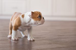 Załatwianie się w domu – porady jak oduczyć Psa