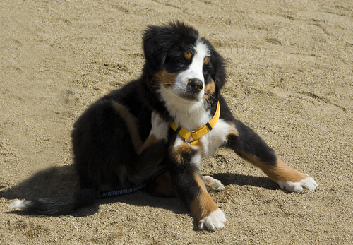 Pies ma alergię na pchły