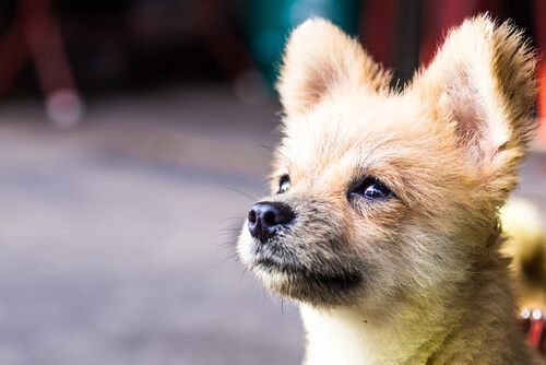Młody szczeniak Kastracja chroni przed niechcianymi psami