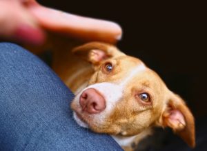 Pies błaga o jedzenie - co robić w tej styuacji?