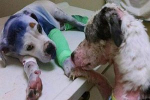 Wyjątkowa przyjaźń pomiędzy maltretowanymi psami