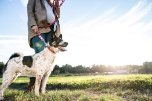 Niższe podatki w Argentynie za adopcję psów