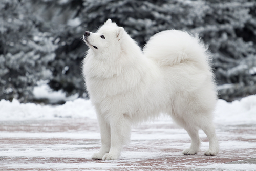biały samojed