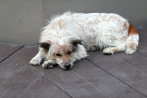 Coś jest nie tak z twoim psem - jak to zauważyć?