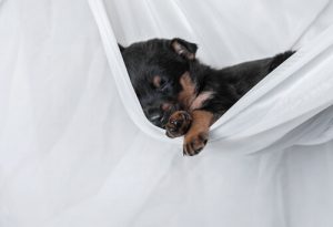 Dlaczego psy śpią całymi dniami? Poznaj odpowiedź!
