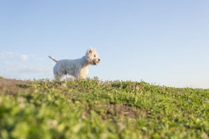 Utrata zwierzaka: odkąd Cię nie ma...refleksje