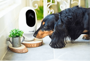 Piesek i urządzenie Pawbo.