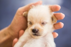 Spokojny pies- jak wychować dobrego i grzecznego psa