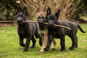 Kochające i czułe psy - 8 najpopularniejszych ras