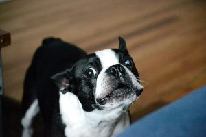 Dlaczego pies wyje? Poznaj możliwe przyczyny!