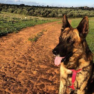 strata zwierzaka - jak sobie poradzić