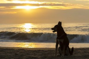 Strata zwierzaka - kiedy możemy zaadoptować nowego?