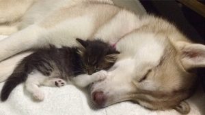 Lilo – Husky, który przygarnął kotka – Wzruszające
