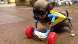 Turbo Roo – poznaj niesamowitego małego Chihuahuę