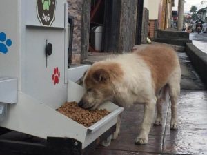 ComeDog wycofany - kto nakarmi bezdomne psy?