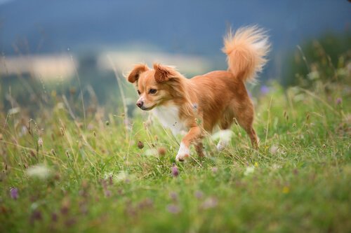 chihuaha na spacerze