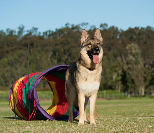 interesujące gry dla psów