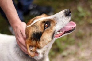 Kraj, w którym nie ma bezpańskich psów – wiesz jaki?