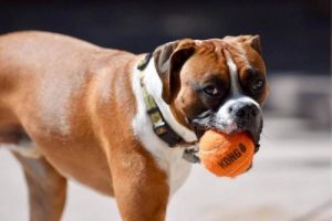 Psia zabawka Kong - gadżet dla Twojego przyjaciela