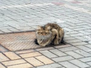 Porzucony kot od roku czeka na właściciela