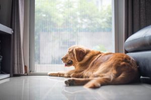 Nuda – cichy zabójca psa, na którego trzeba uważać
